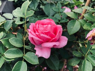 娇艳粉色月季花绽放