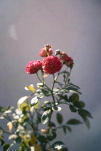 月季花绽放枝头