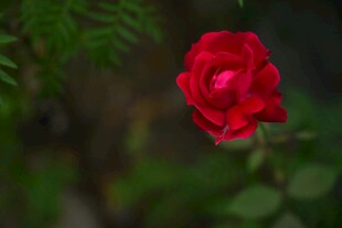 月季花绽放于绿叶间