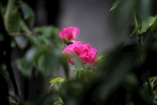 娇艳粉色花朵隐于绿叶间