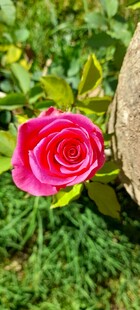 娇艳月季花