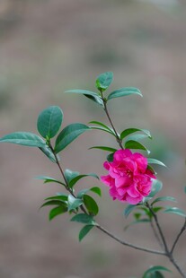 月季花