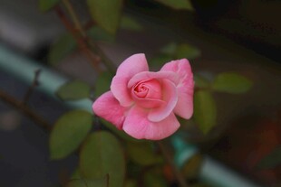 娇艳粉色月季花特写