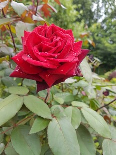 娇艳月季花绽放绿叶间