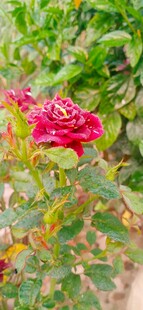 月季花放于绿叶间