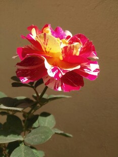 多彩娇艳月季花绽放