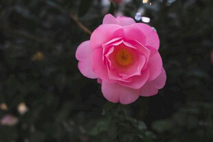 娇艳粉色山茶花特写