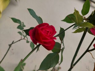 娇艳月季花