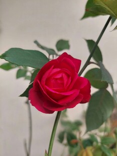 娇艳红月季花