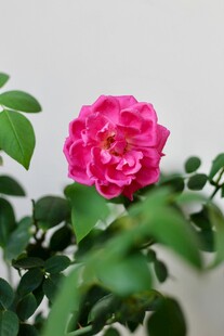 娇艳粉色月季花特写