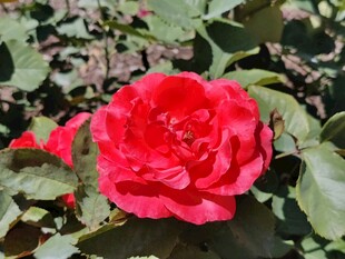 娇艳红月季花