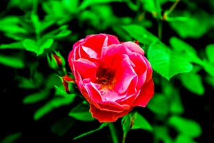 娇艳月季花