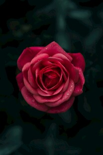 娇艳月季花