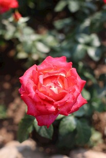 娇艳红月季花