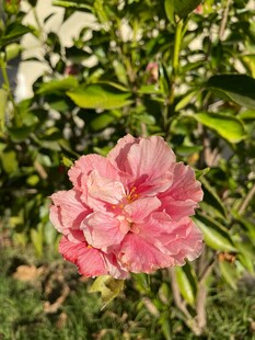 娇艳粉色木槿花绽放