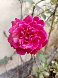 娇艳玫红色月季花特写