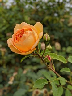 橙黄月季花放于绿叶间