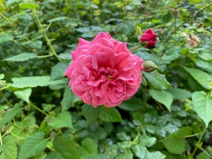 月季花