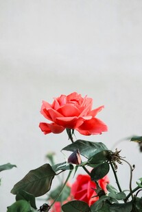 娇艳红玫瑰绽放枝头