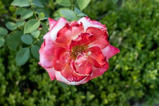 娇艳双色月季花特写