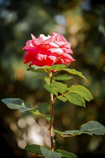 月季花