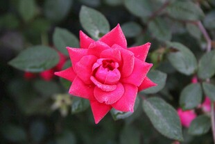 娇艳红月季花