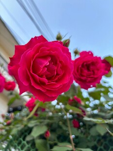 娇艳月季花