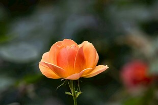 娇艳橙色月季花