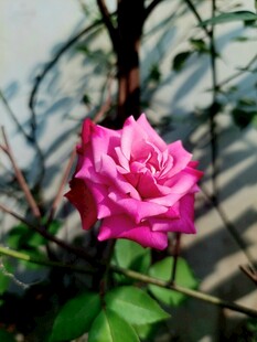 娇艳粉色月季花