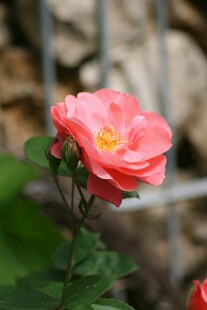 娇艳粉色蔷薇花特写