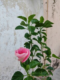 月季花