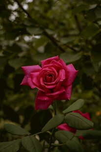 娇艳红月季花绽放绿叶间