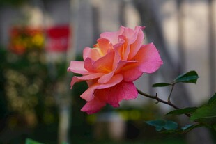 娇艳粉色月季花