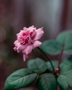 娇艳粉色月季花