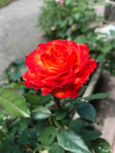 娇艳红玫瑰绽放绿叶间