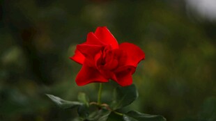娇艳红月季花