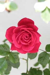娇艳红月季绽放