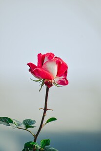 娇艳红月季绽放
