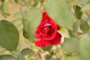 娇艳月季花隐于绿叶间