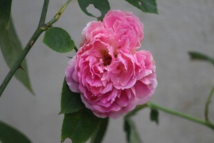 娇艳粉色月季花特写