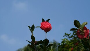蓝天映衬下娇艳的山茶花