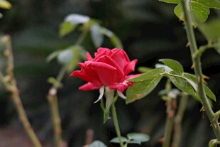 娇艳红玫瑰绽放于绿植间