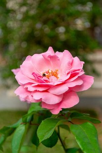 娇艳粉色月季花绽放