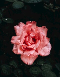 娇艳粉色月季花特写