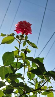 阳光下的娇艳月季花