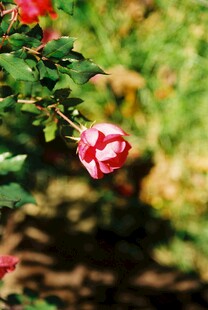 娇艳月季花