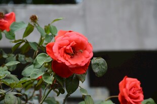 娇艳红月季花