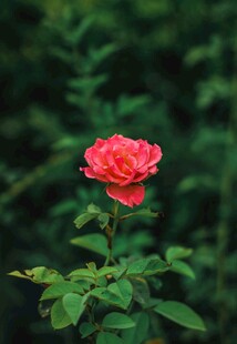 月季花绽放于绿叶间
