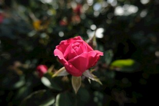 娇艳月季花