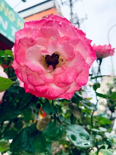 娇艳粉月季花